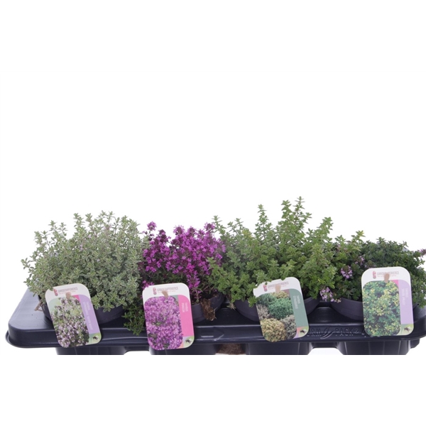 Thymus Citriodorus mix