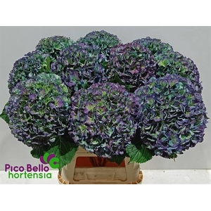 HYDR M ROY PARADE CL