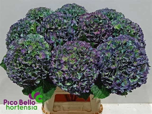 <h4>HYDR M ROY PARADE CL</h4>