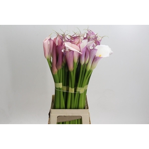 Zantedeschia Eydolls Purple White