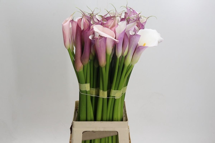 <h4>Zantedeschia Eydolls Purple White</h4>