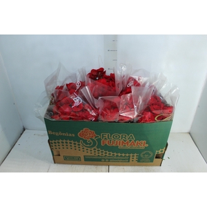 BEGONIA BALADIN P15
