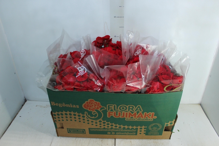 <h4>BEGONIA BALADIN P15</h4>