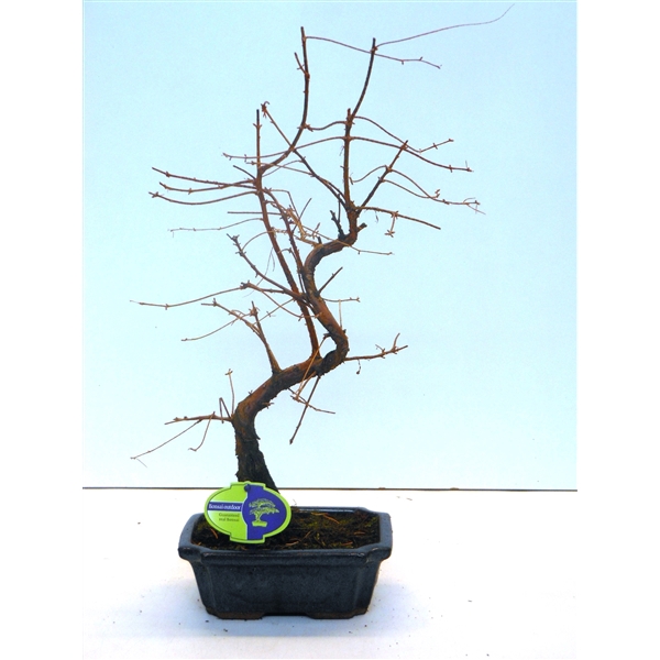 <h4>Metasequoia glyptostroboides 19cm shape, without drip tray</h4>