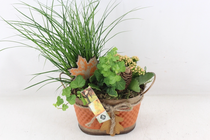 <h4>arr2 JS - Zink ovaal herfst x4</h4>