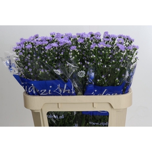 Aster Cassandra
