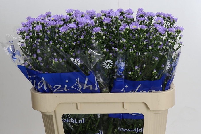 <h4>Aster Cassandra</h4>