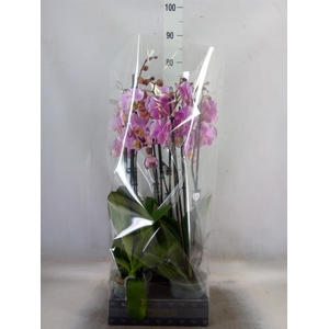 Phalaenopsis  'FC Art Nouveau'