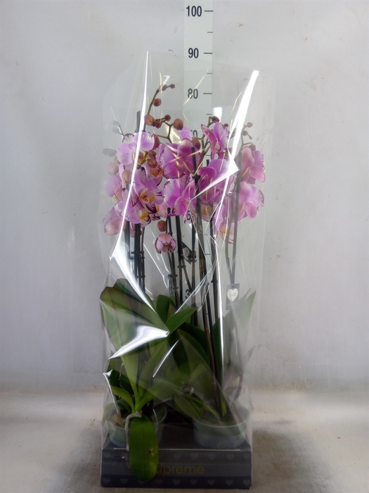 <h4>Phalaenopsis  'FC Art Nouveau'</h4>