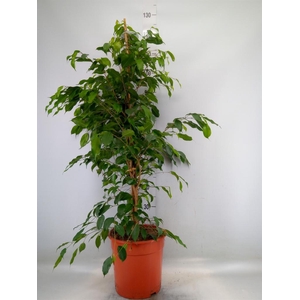 Ficus benja. 'Exotica'