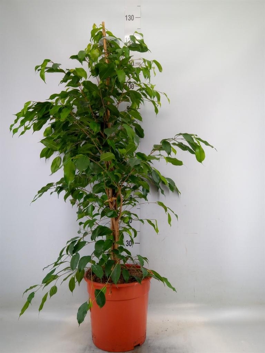 <h4>Ficus benja. 'Exotica'</h4>