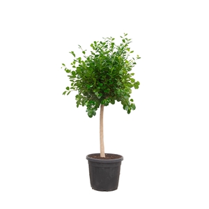 FIcus Microcarpa 'Panda' - 180cm