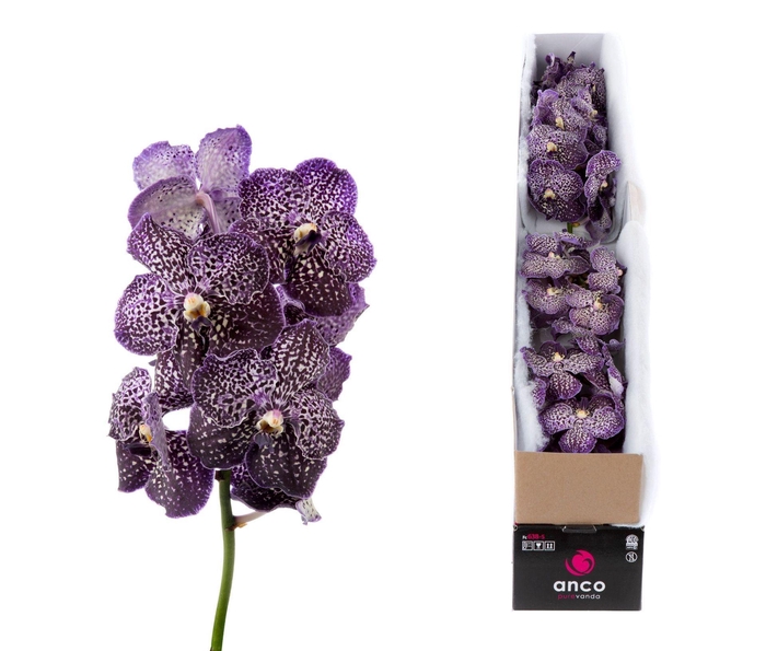 <h4>Vanda 'Sunanda Jeff Leatham'</h4>