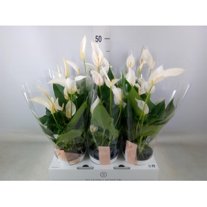 Anthurium  'Banderola Cava'