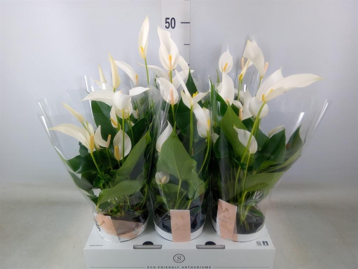 <h4>Anthurium 'Banderola Cava'</h4>