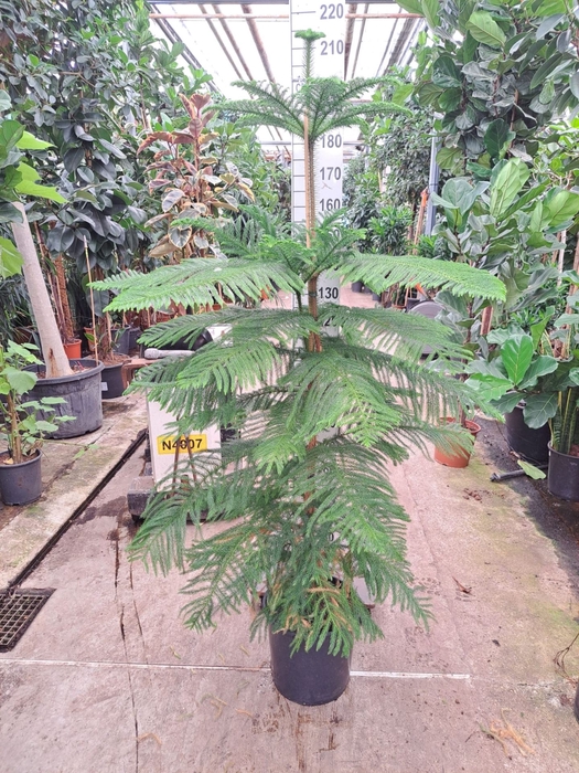 <h4>Araucaria heterophylla</h4>