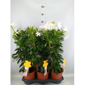 Mandevilla sand. 'SumStar White'