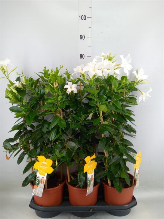 <h4>Mandevilla sand. 'SumStar White'</h4>