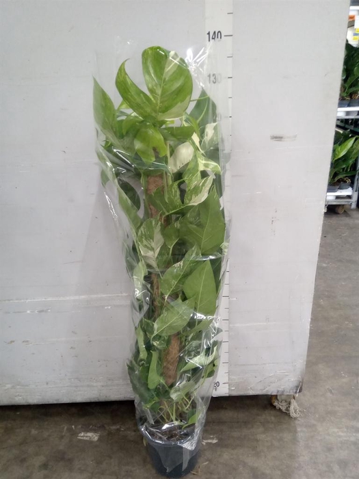 <h4>Epipremnum   ...</h4>