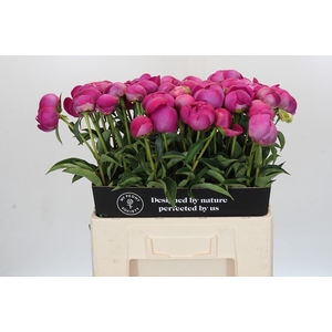 Paeonia Glory Hallelujah