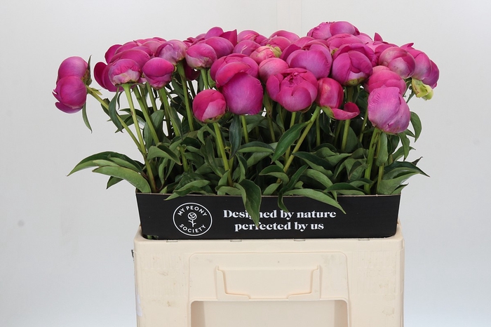 Paeonia Glory Hallelujah