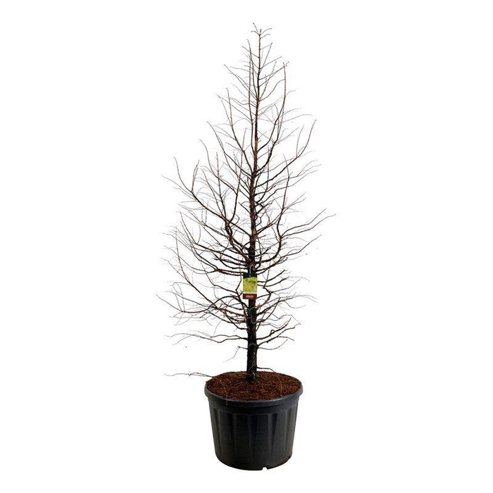 <h4>Metasequoia gl. 'Amber Glow' PBR</h4>