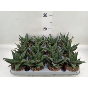 xGasterhaworthia  'Royal Highness'