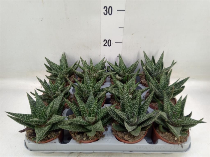 <h4>xGasterhaworthia  'Royal Highness'</h4>