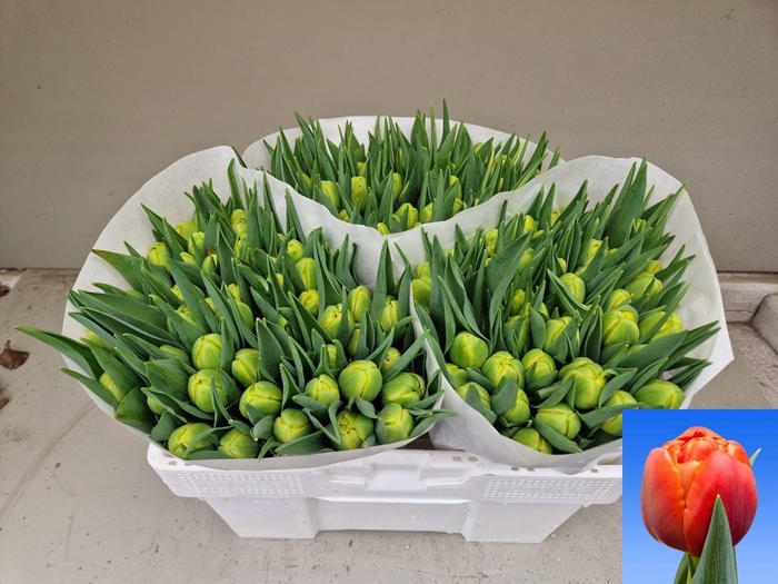 <h4>TU DU ICOON</h4>