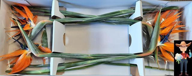 <h4>STREL REGINAE BLOEM</h4>