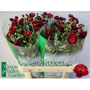 RAN CO MAG CHOCOLATE