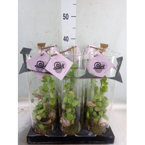 Arr.  Dischidia