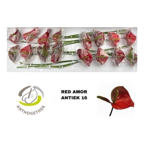ANTH A RED AMOR