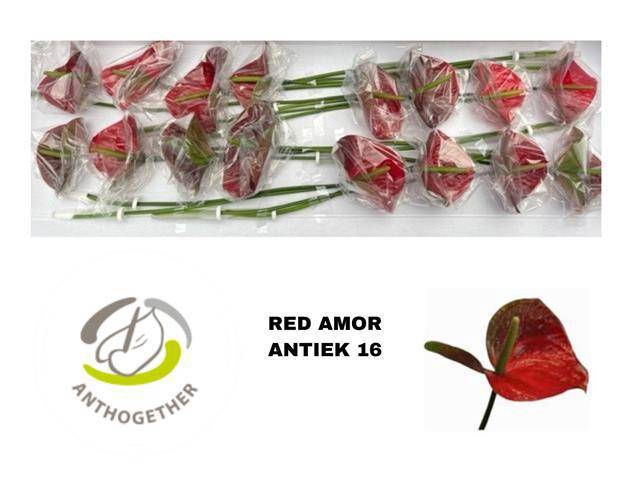 <h4>ANTH A RED AMOR</h4>