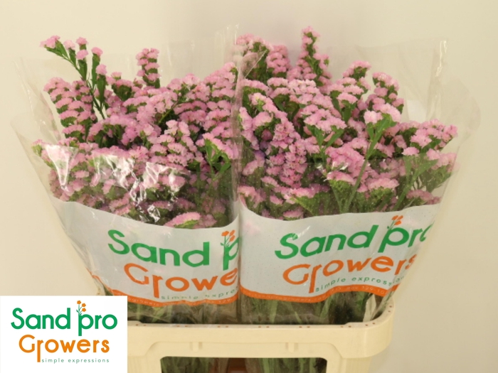 <h4>LIM S LUCIA PINK</h4>