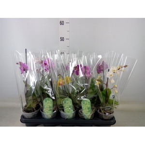 Phalaenopsis multi.   ...mix  3