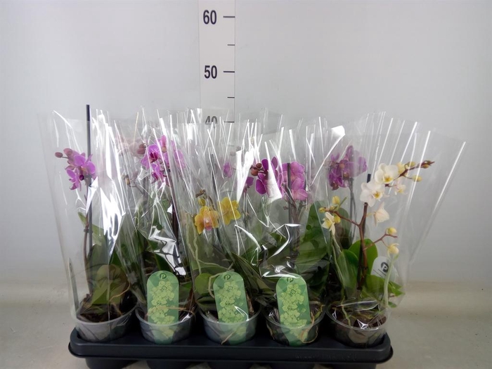 <h4>Phalaenopsis multi.   ...mix  3</h4>
