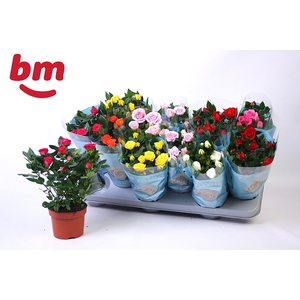 RO B MONDE GEM 7 SRT