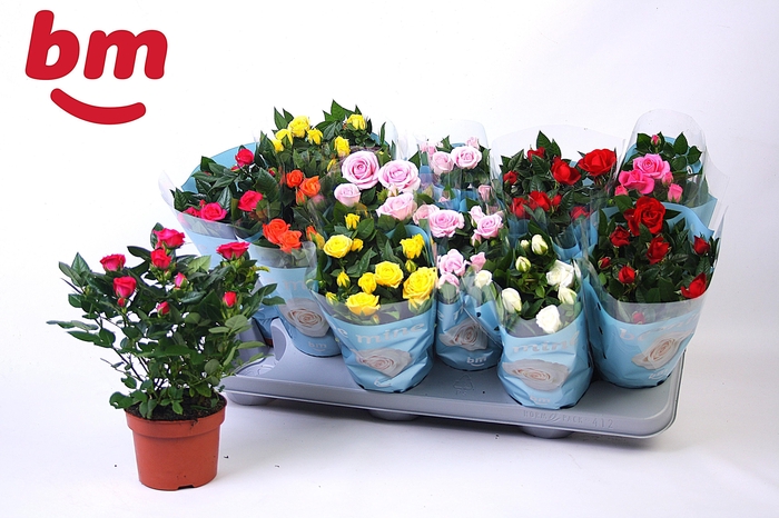 <h4>RO B MONDE GEM 7 SRT</h4>