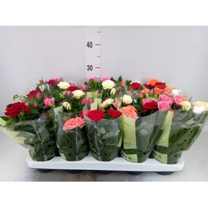 Rosa 'Kordana' ...mix op pot