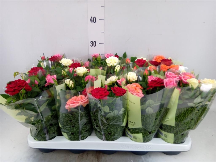 <h4>Rosa  'Kordana'   ...mix op pot</h4>