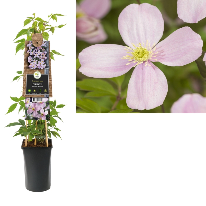 <h4>Clematis montana 'Rubens' +3.0 label</h4>