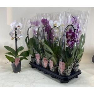PHAL GEM