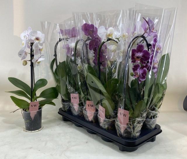 <h4>PHAL GEM</h4>