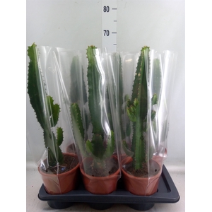 Euphorbia acrurensis