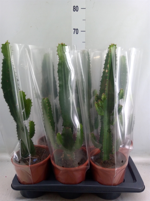 <h4>Euphorbia acrurensis</h4>