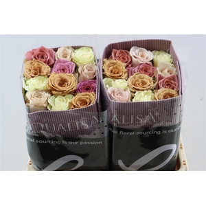 R Gr Rainbow Sweet Promise