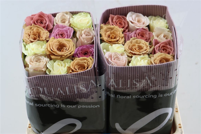 <h4>R Gr Rainbow Sweet Promise</h4>