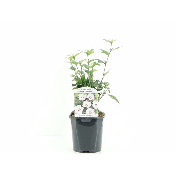 <h4>Hibiscus syr. Red Heart</h4>