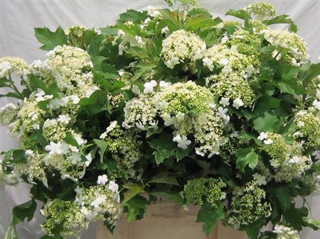 Overig Zomerbloemen